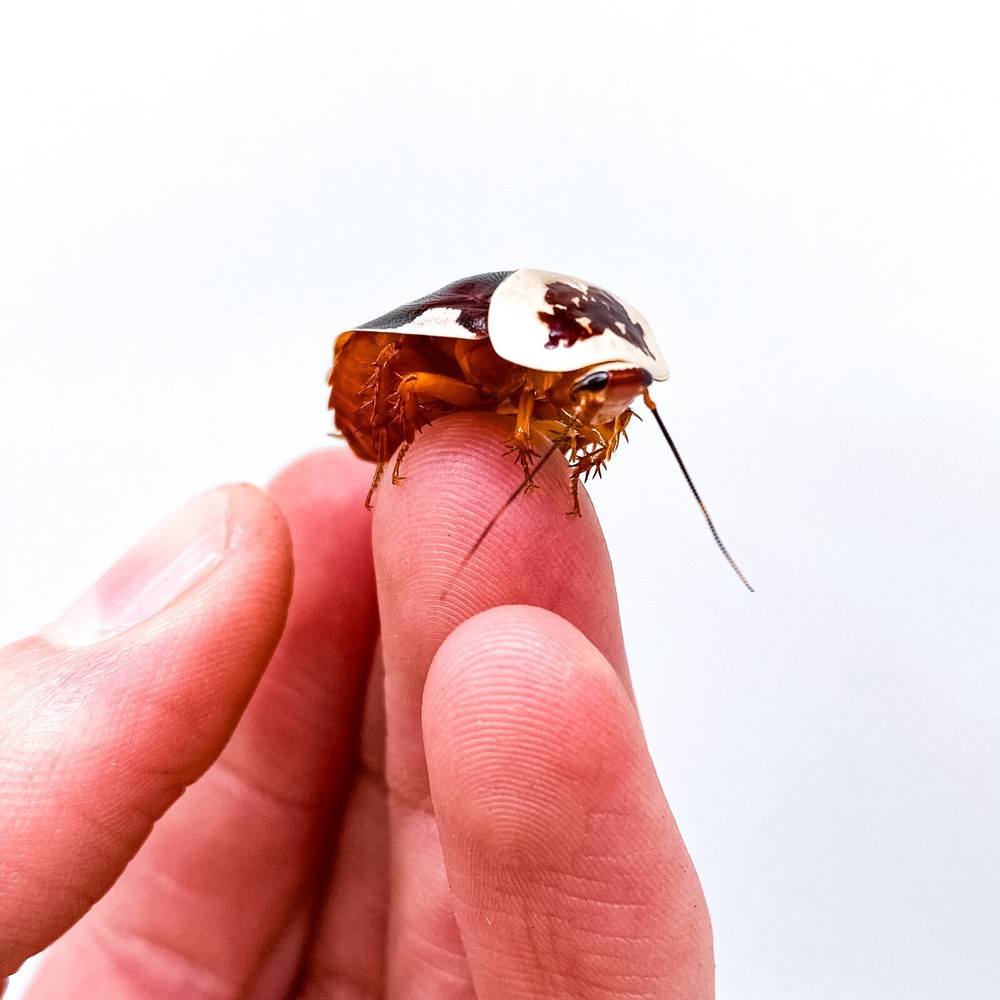 15CT Centurion Roach (Gyna centurion)