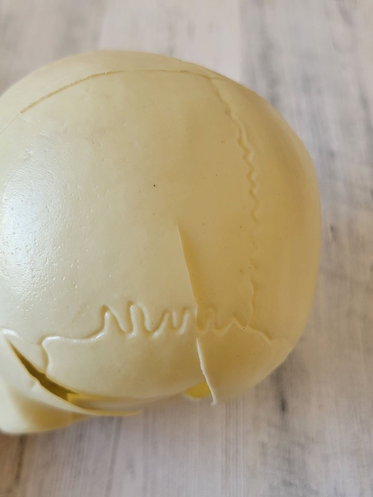 Halloween plastic AS IS skeleton head prop Decor scary