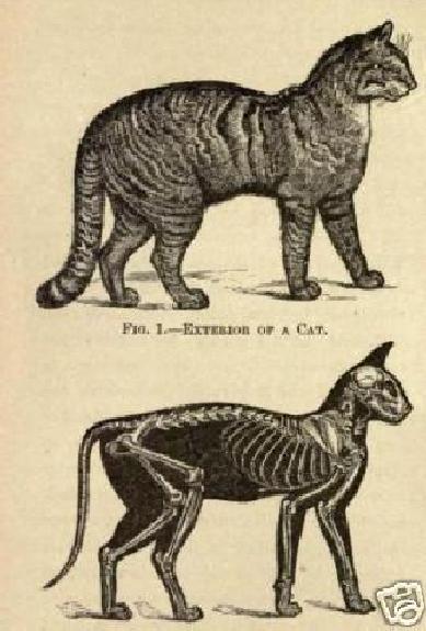 The Cat A Guide To Classification & Varieties Book 1895