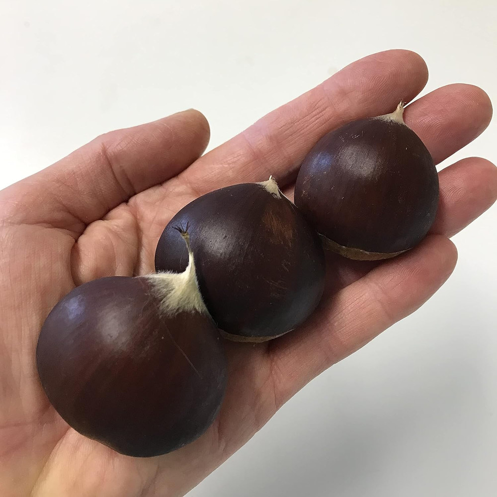 Chestnuts - Fresh in the Shell - 2 Pounds 32 Ounces