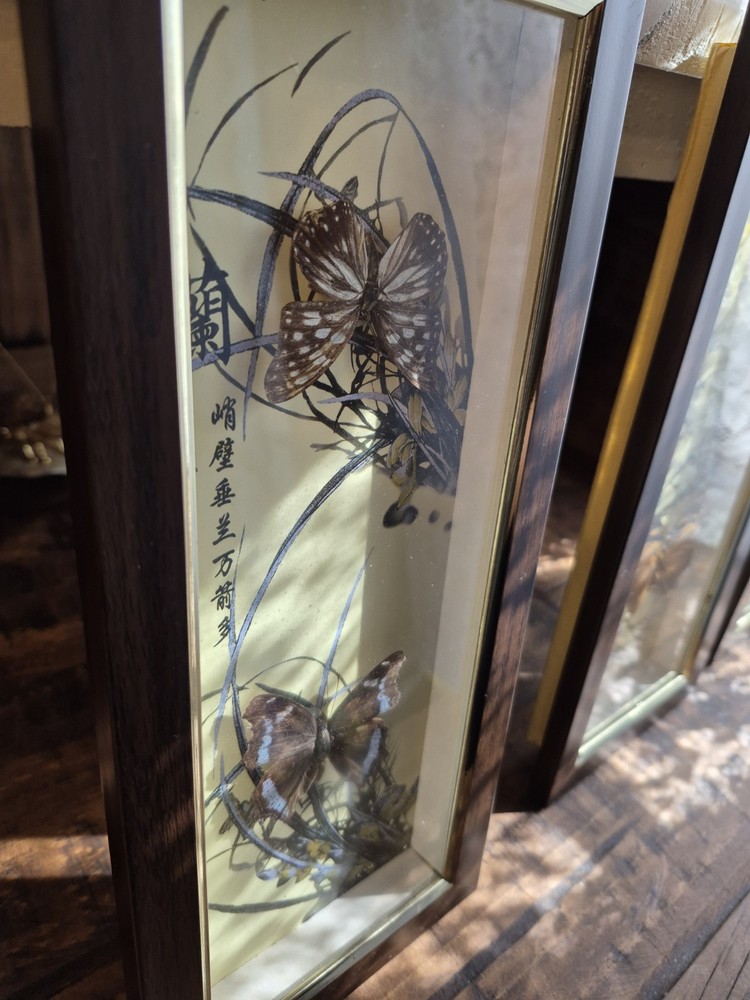 3 Real Framed Butterflies