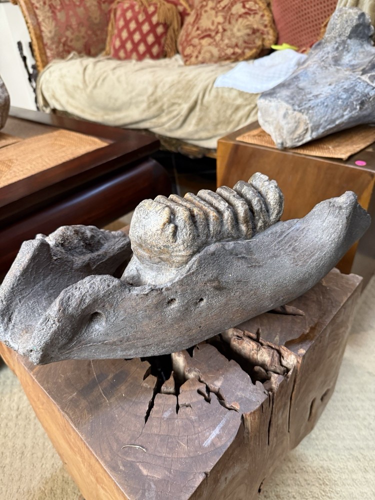 Stegodon Dinosaur Fossil Jaw With Teeth