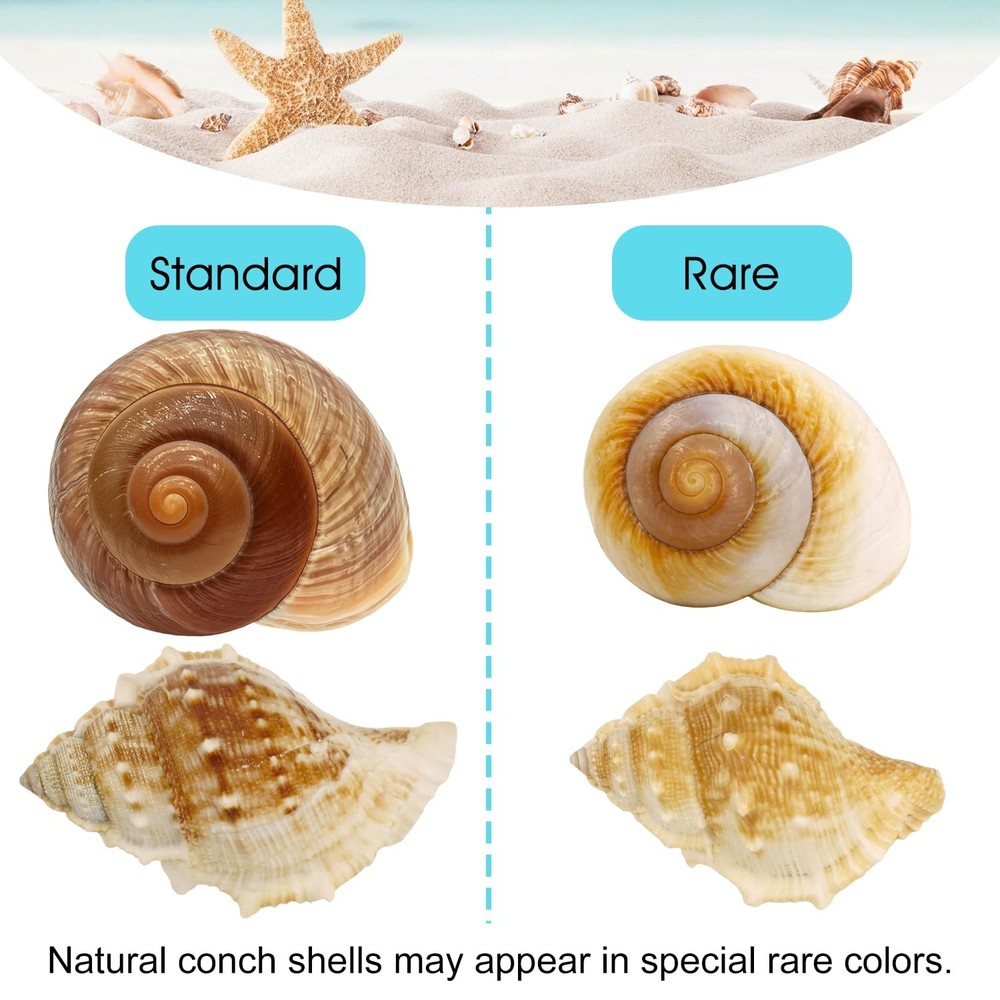 MOASIOP 7PCS Medium Large Hermit 7pcs and Shell Size 2" -2.8"