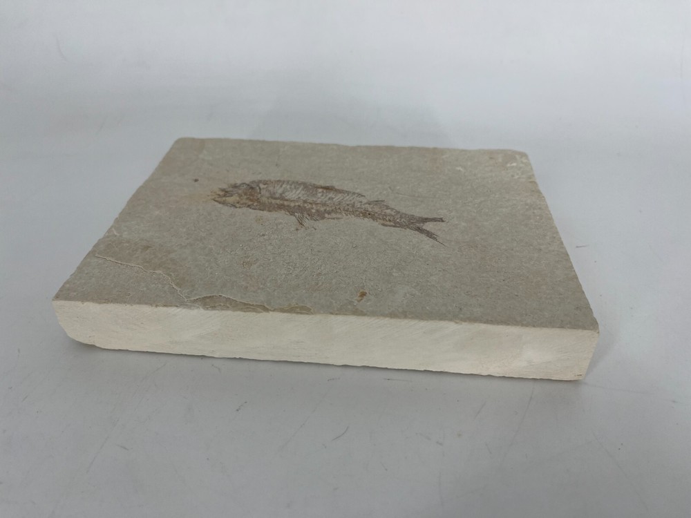 Fossil Fish Green River Formation Kemmerer Wyoming
