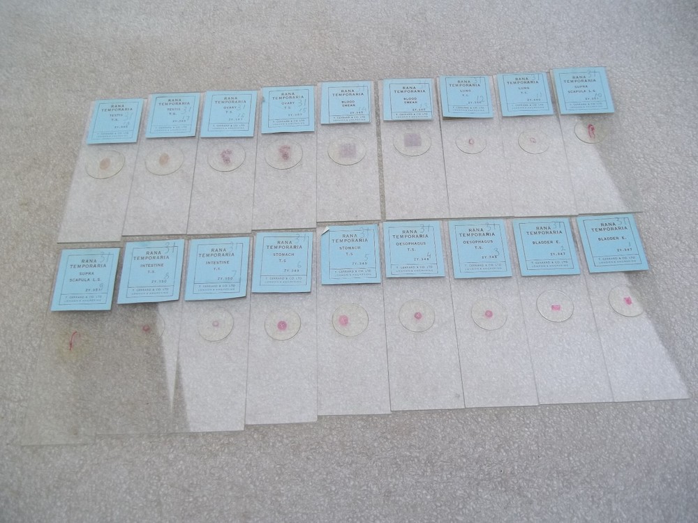 Vintage Glass Microscope Slides -