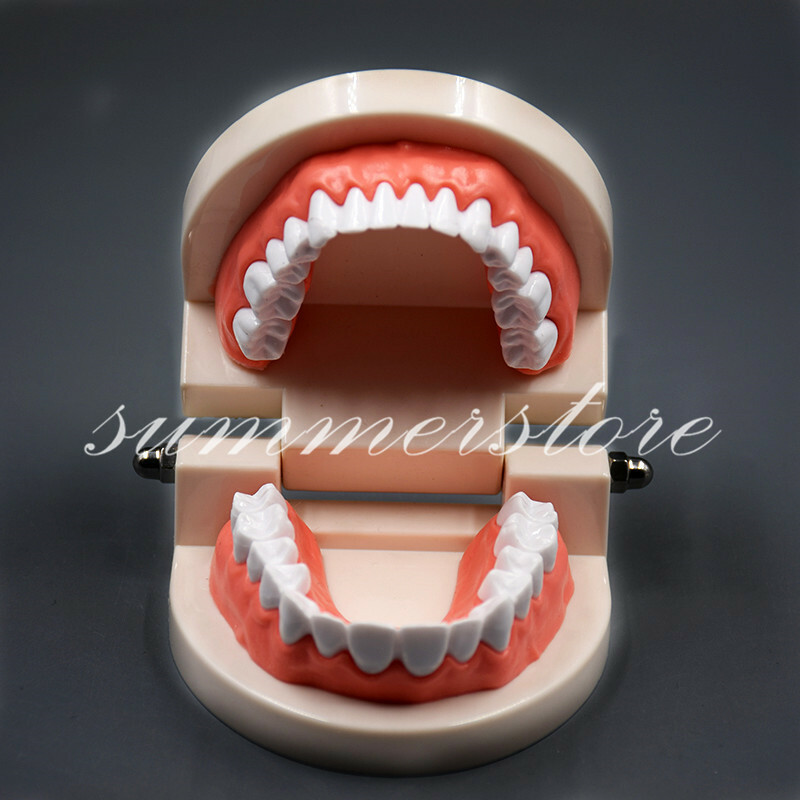 2/3/5/10 Pcs Dental Teaching Adult Standard Typodont Demonstration Teeth Model