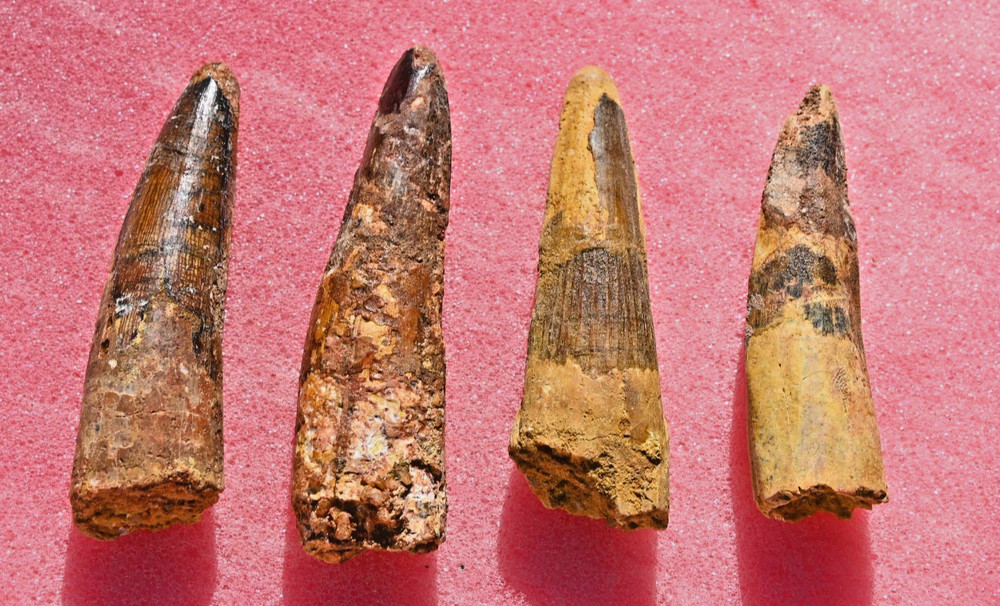 FOUR Spinosaurus teeth from Morocco