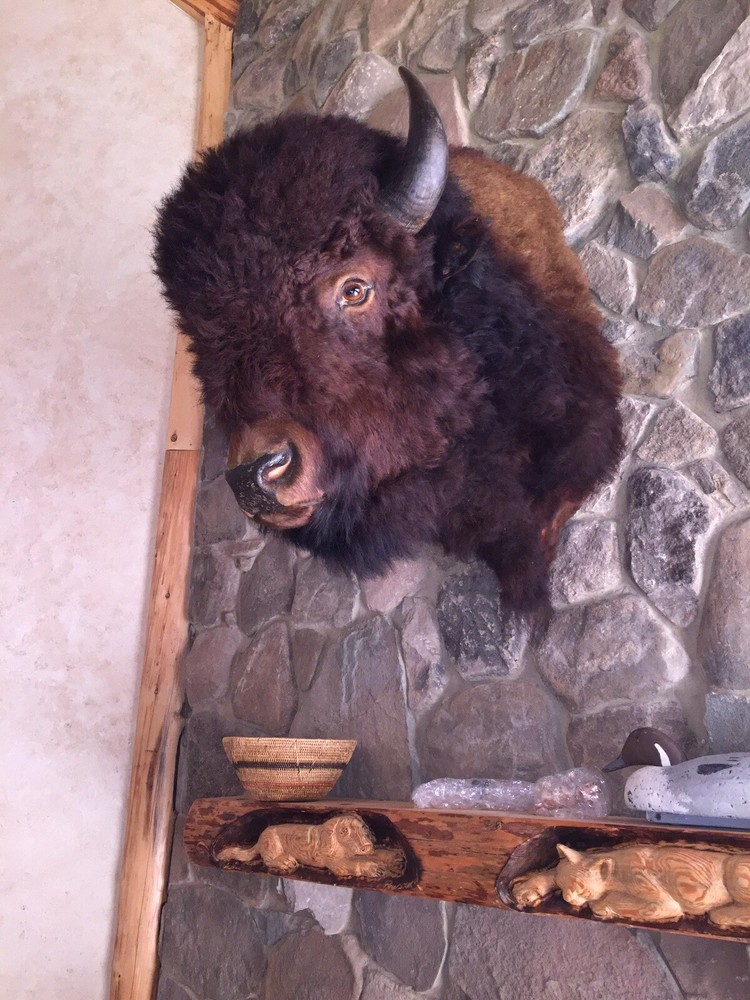 Genuine Buffalo Shoulder Mount in Excellent Condition