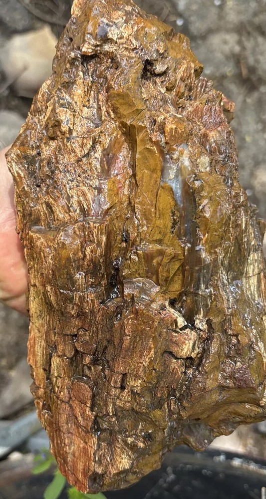 Silver Creek Junction Petrified Wood