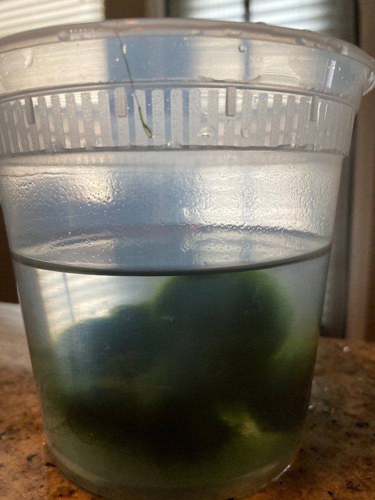 Live Marimo Moss-Algae Aquatic Snail Free