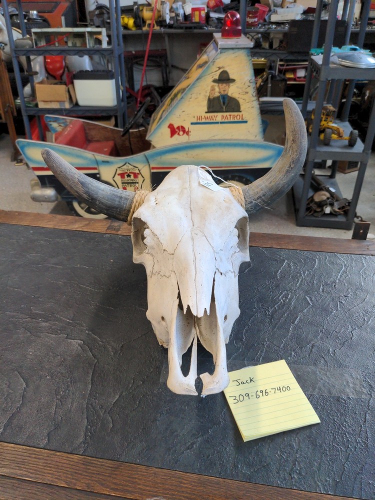 LONGHORN STEER SKULL