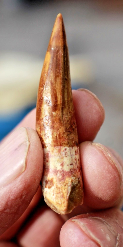 Authentic 2.0" Spinosaurus Tooth in Riker Mount