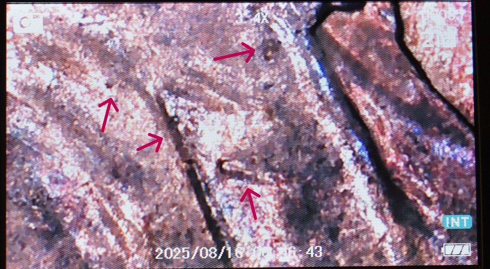 1960 D Lincoln Cent Penny MS Red Rainbow Multiple Error Die Cracks Coin