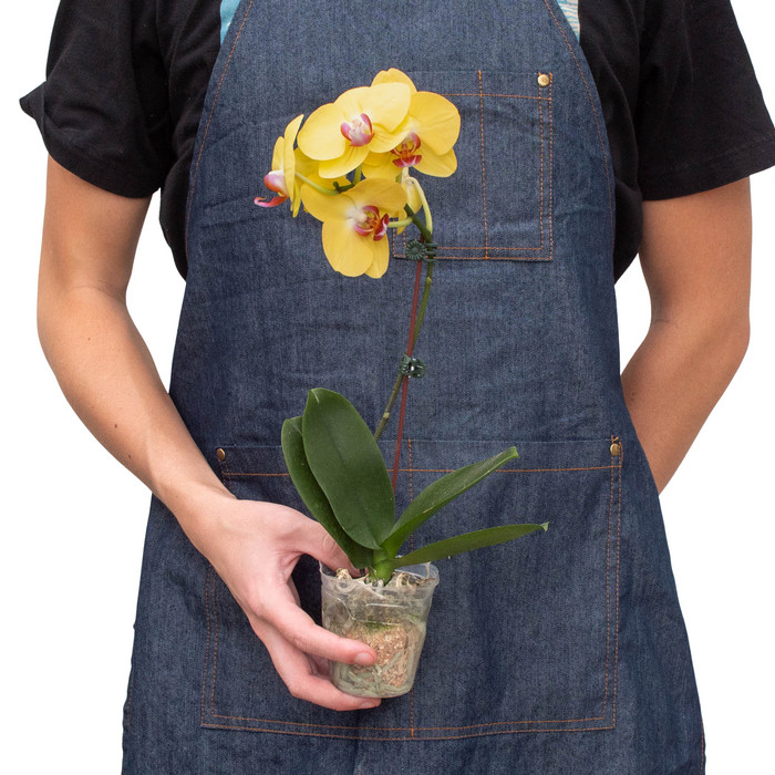 Orchid 'Yellow Phalaenopsis' 3" Pot