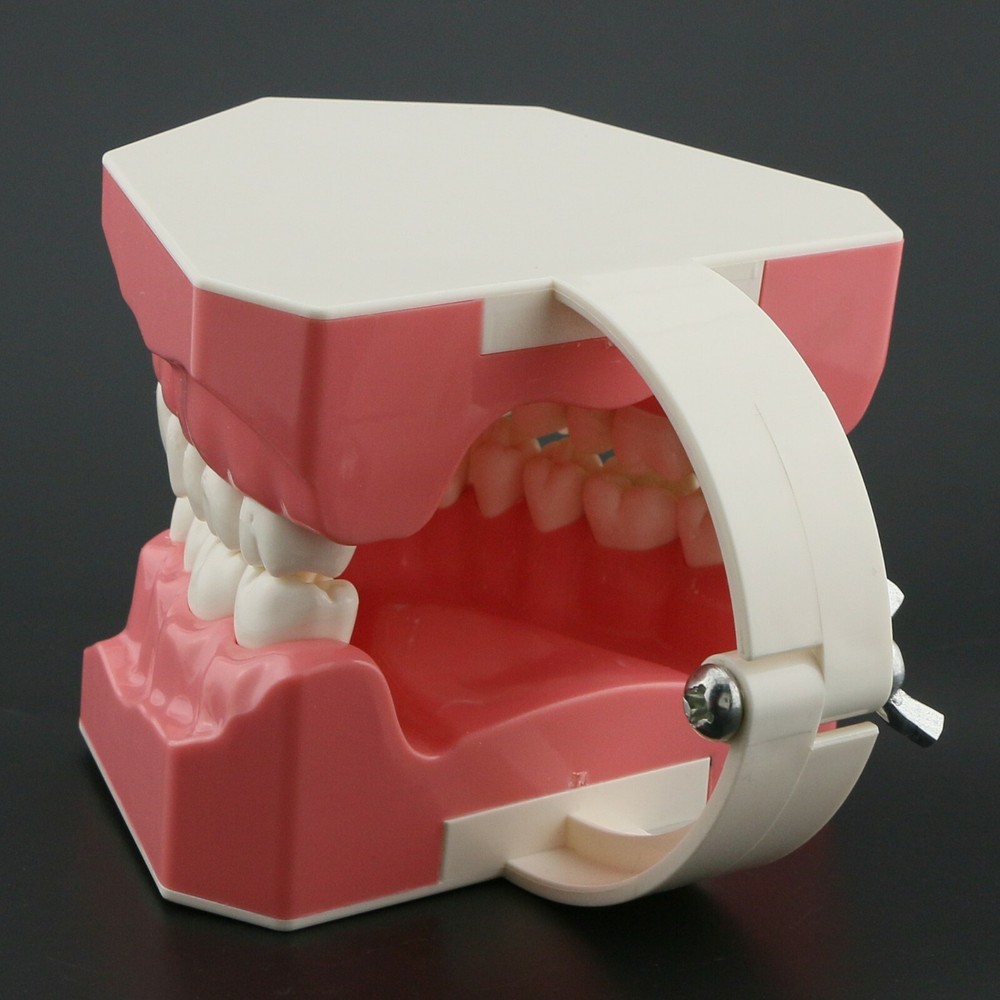 USA Dental Brushing Flossing Practice Teeth Typodonts Model Teaching Studying