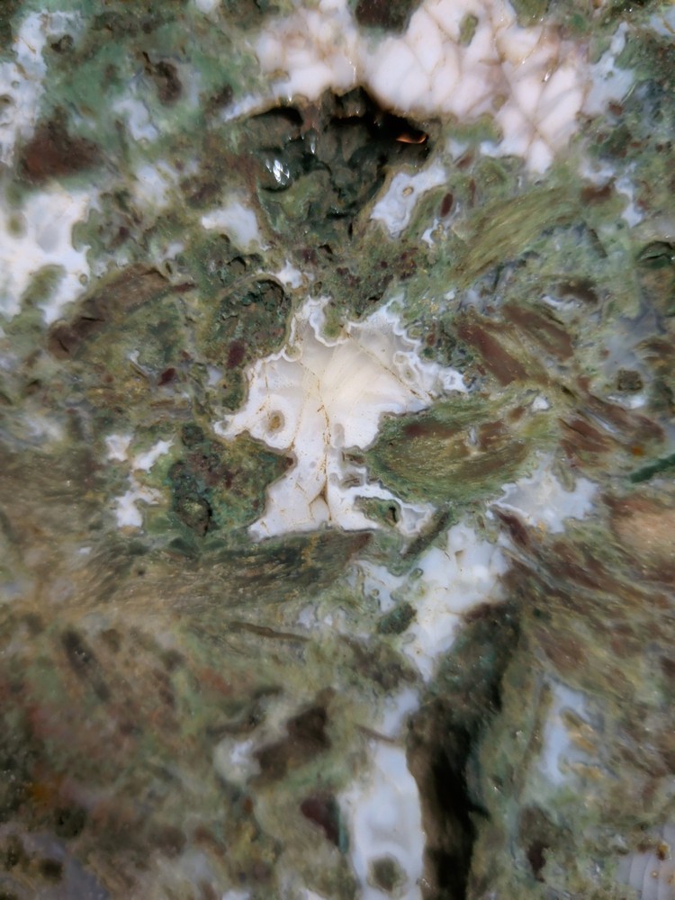 Hampton Butte Slab Specimen (1lb 8oz)