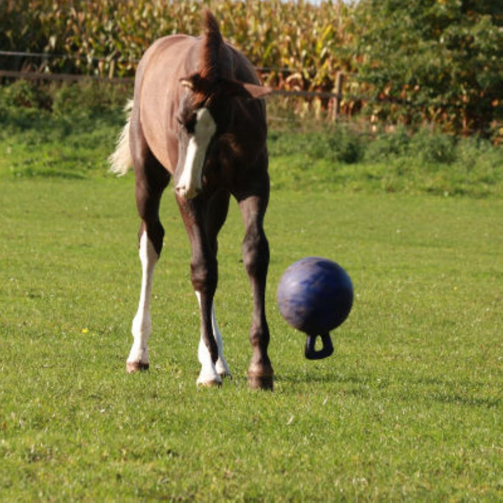 Jolly Ball for Equine