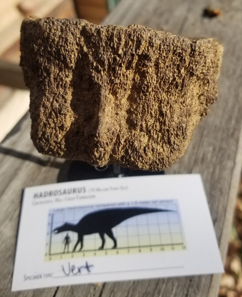 Nice Hadrosaurus Vert Section Fossil Specimen Cretaceous Hell Crk MT Recent Dig