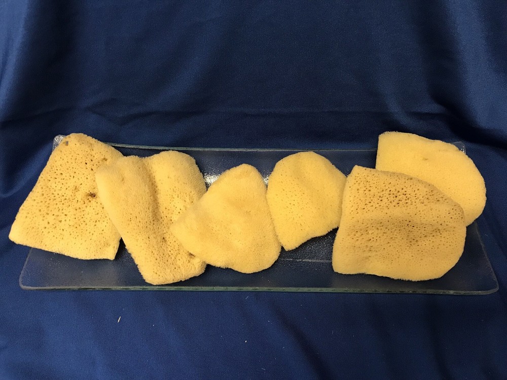 Bleached Elephant Ear Sponges 4"-4 1/2"