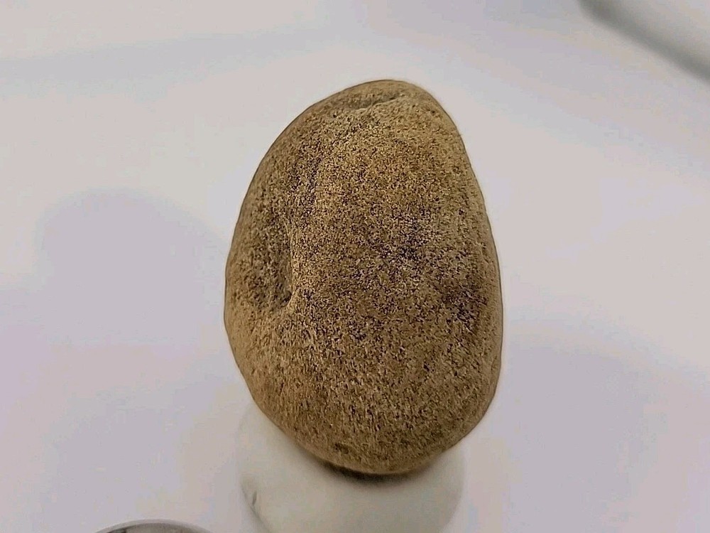 Real Permineralized Reptile Egg Fossil