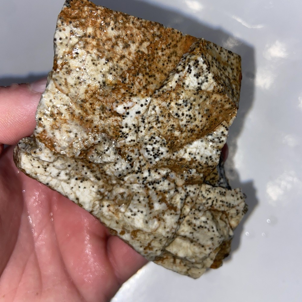 Oolite Agate Rough Lapidary Stone 1 Pound 3 Oz