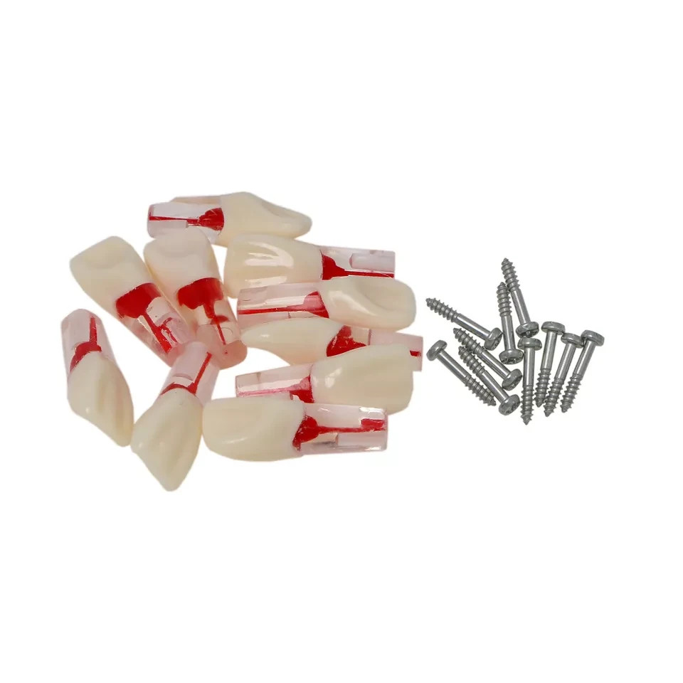 5pcs Dental Endo Root Canal Teeth Model Study RCT Practice Typodont Model #8006