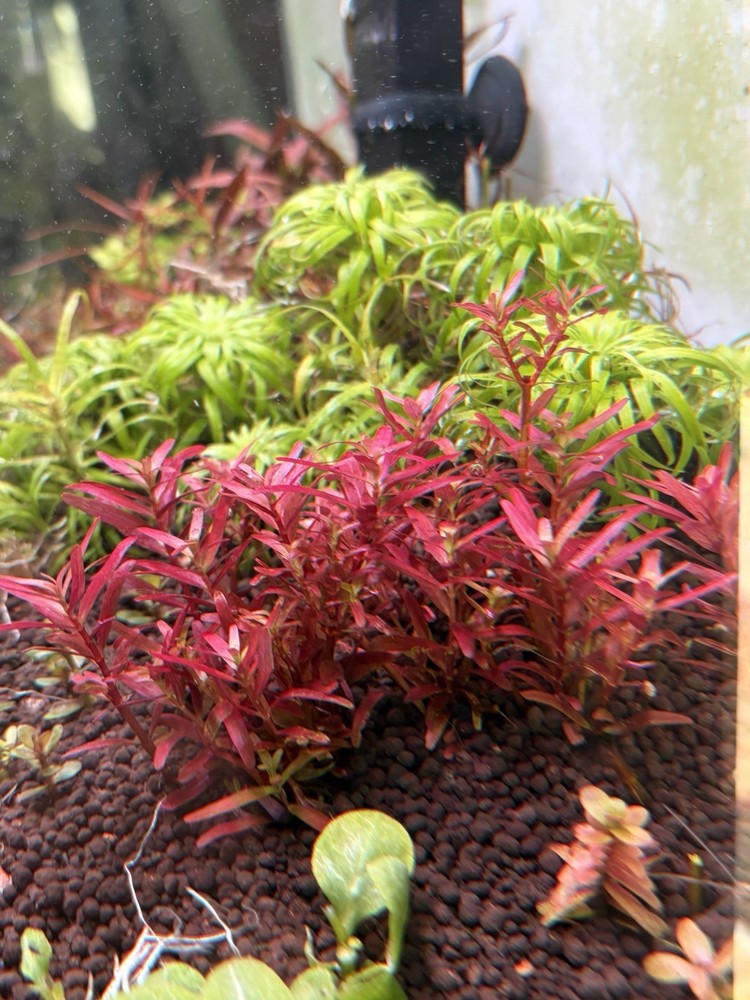 Rotala narrow leaf sp red