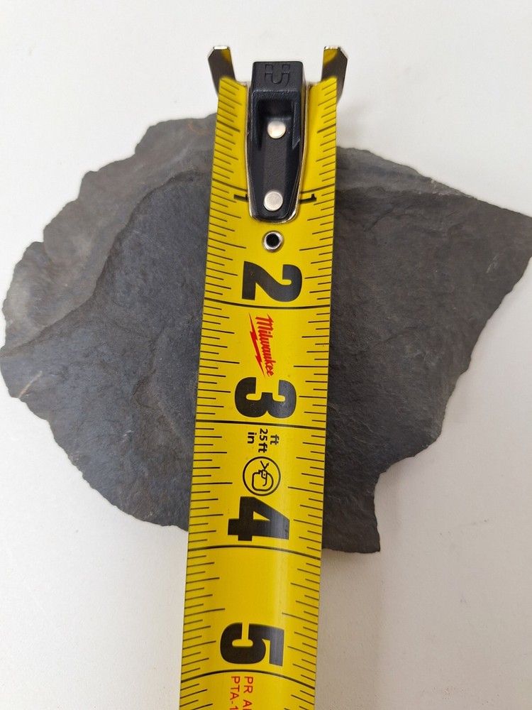Fossil Rock carboniferous Paliozoic/devonian Pennsylvanian Wise Formation VA