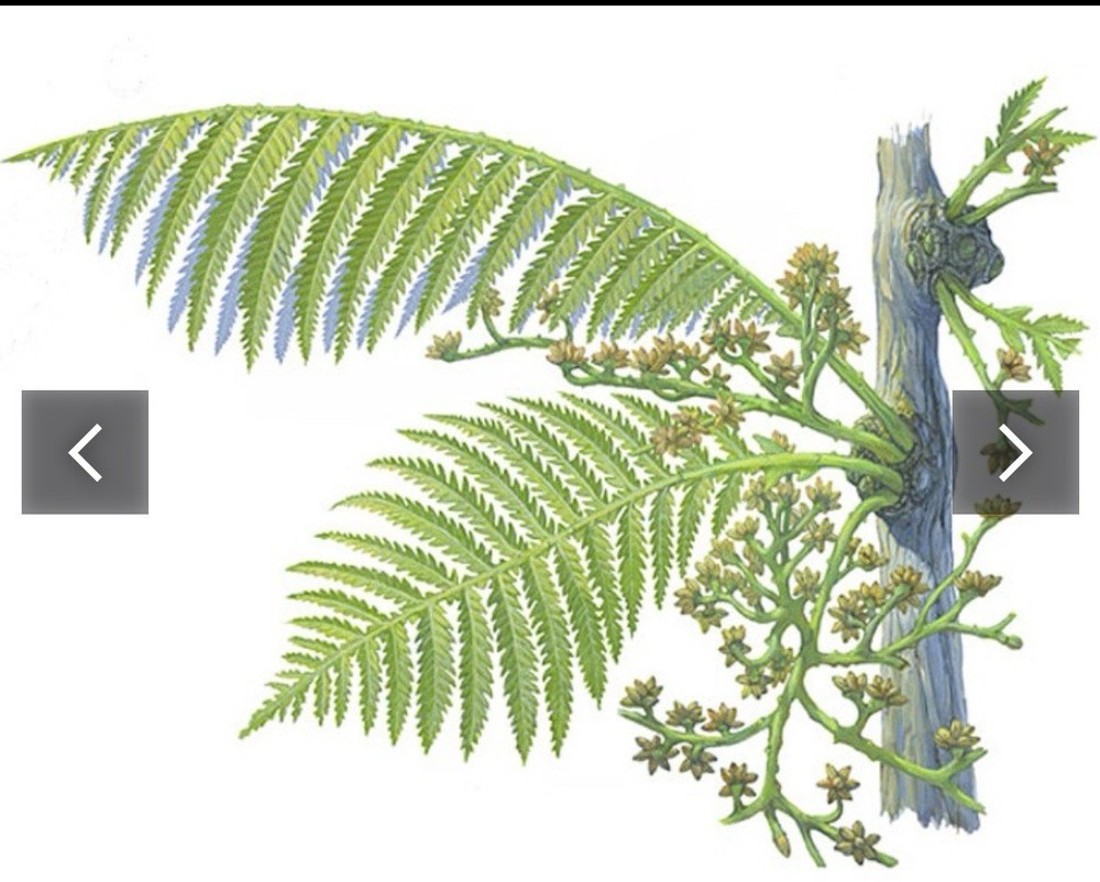 Fern Seed Pod Fossils (Pteridospermatophyta)