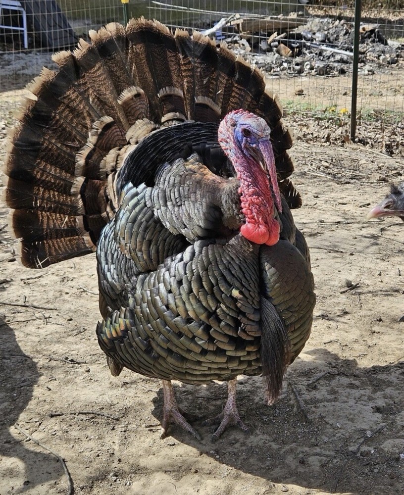 6 RIO GRANDE TURKEY EGGS