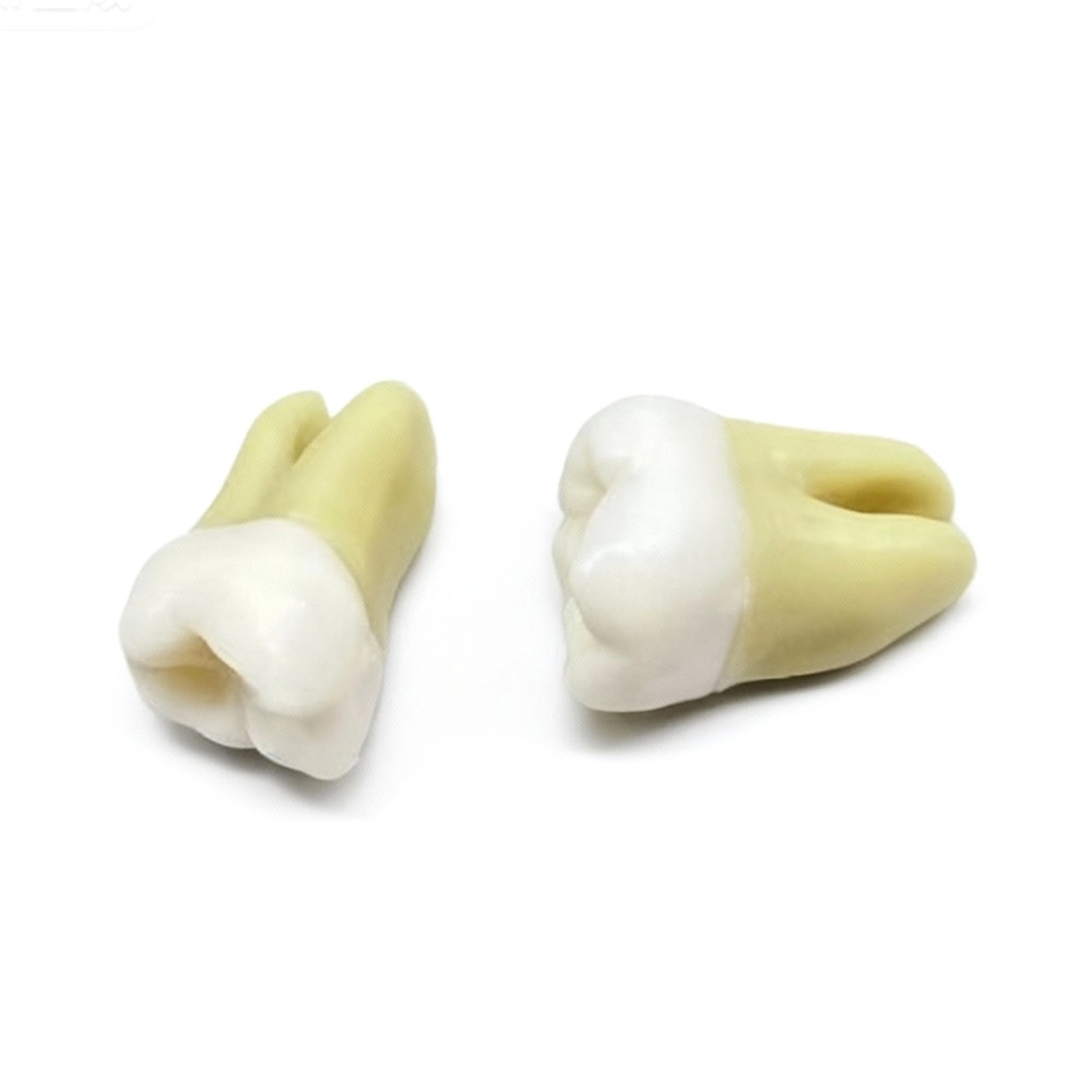 Dental 1:1 Permanent Teeth Demonstration Teach Study Model with 28Pcs Teeth