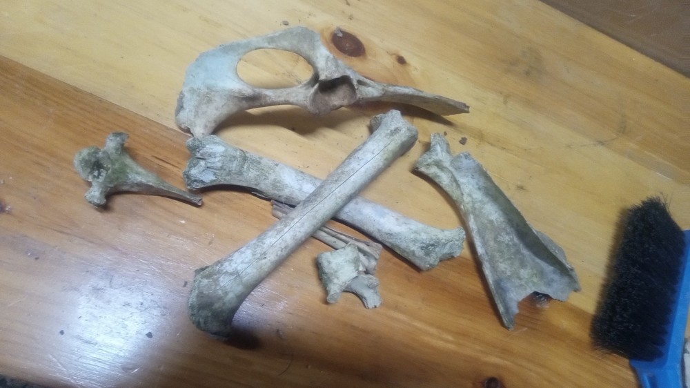 Pirate Bones