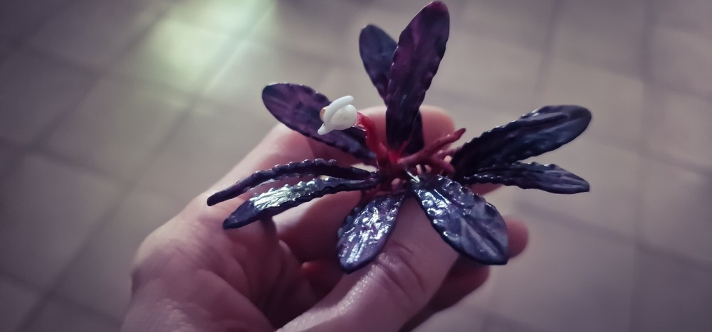 Bucephalandra Brownie Ghost 2011 Modeling 3d Printed Resin