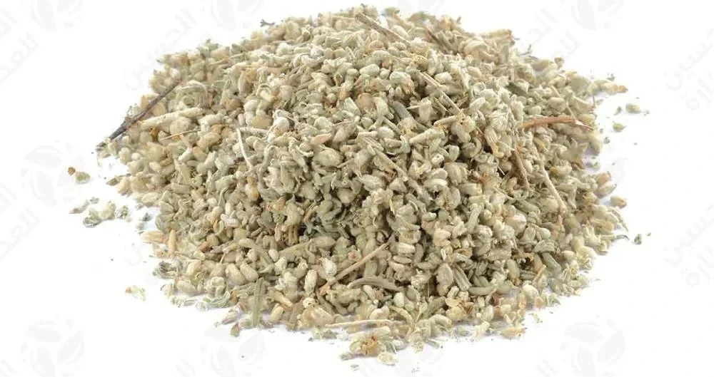 Organic Teucrium polium Dried 100% Natural جعدة الصبيان