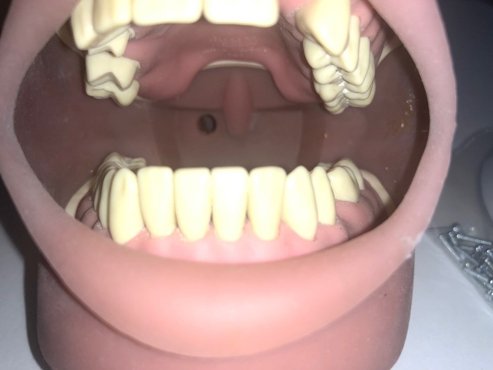 US Dental Typodont for Practice Teeth Model Soft Gum & Simulation Cheek