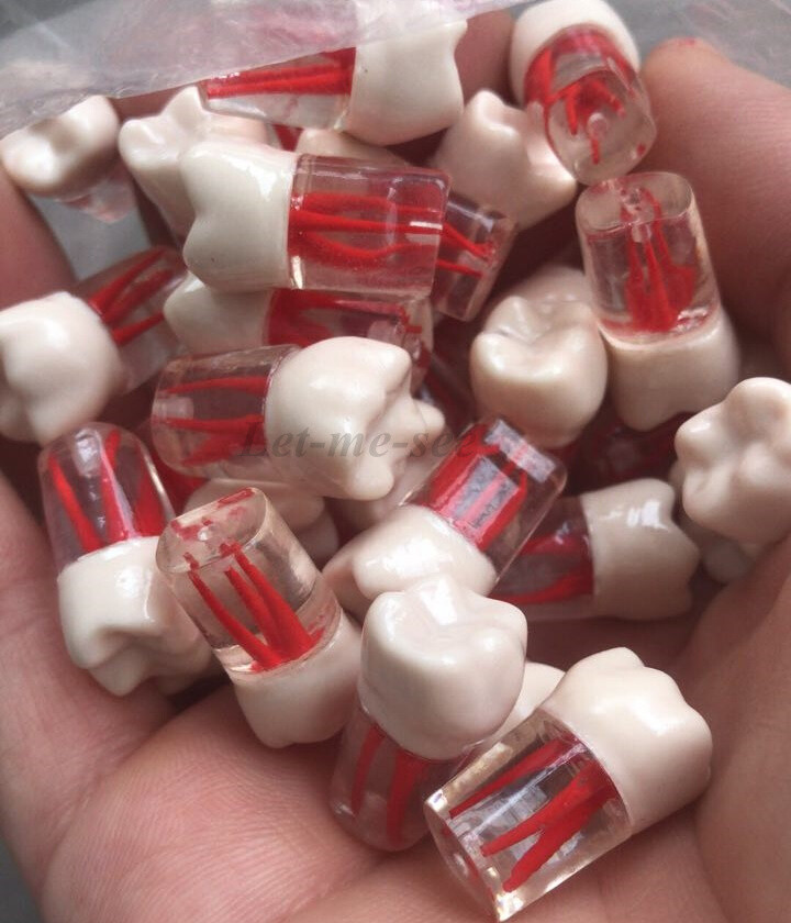 Dental Root Canal Pulp Cavity Practice Teeth Model RCT Endodontic Practice