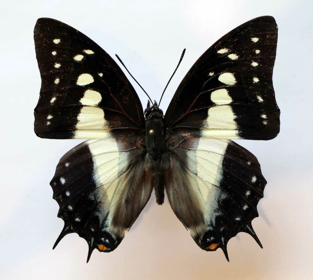 POLYURA JUPITER JUPITER  - unmounted butterfly