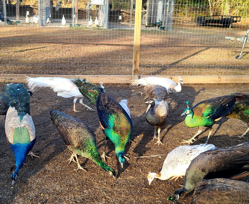 Peacock Peafowl Hatching Eggs *5* Amazing Mixed Group! *NPIP* *Ready Now*