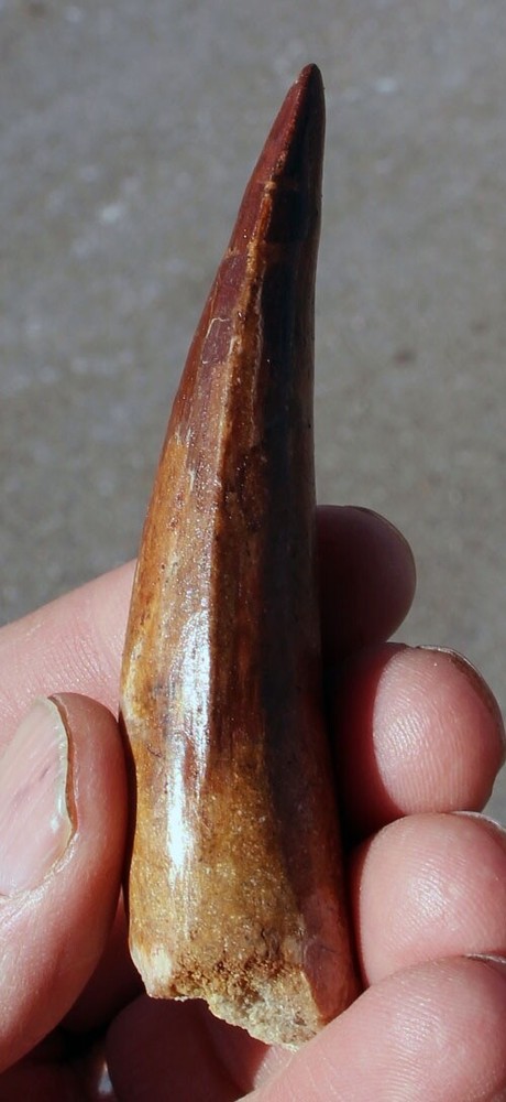 Authentic 3.5" Spinosaurus Tooth in Riker Mount