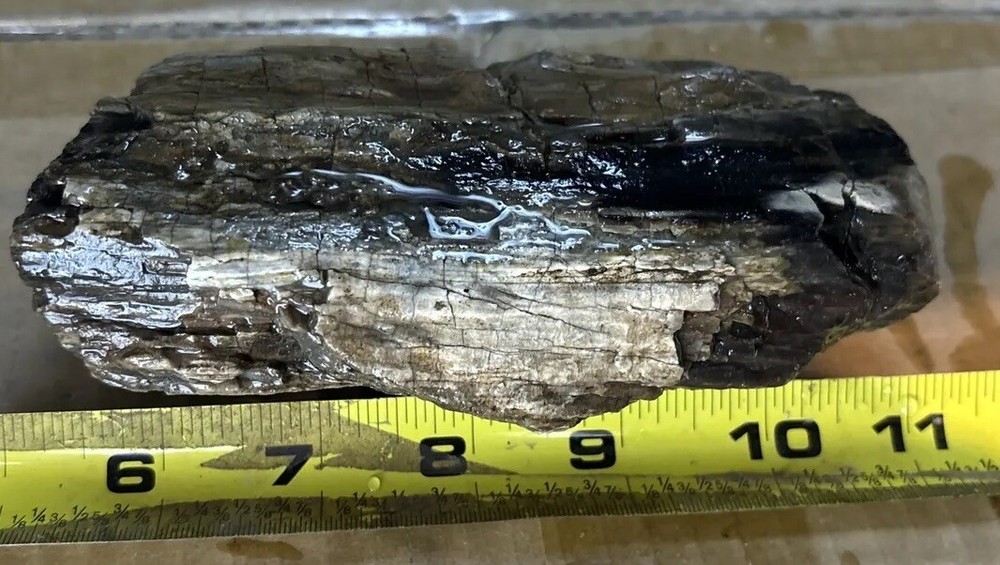 Silver Creek Junction petrified wood