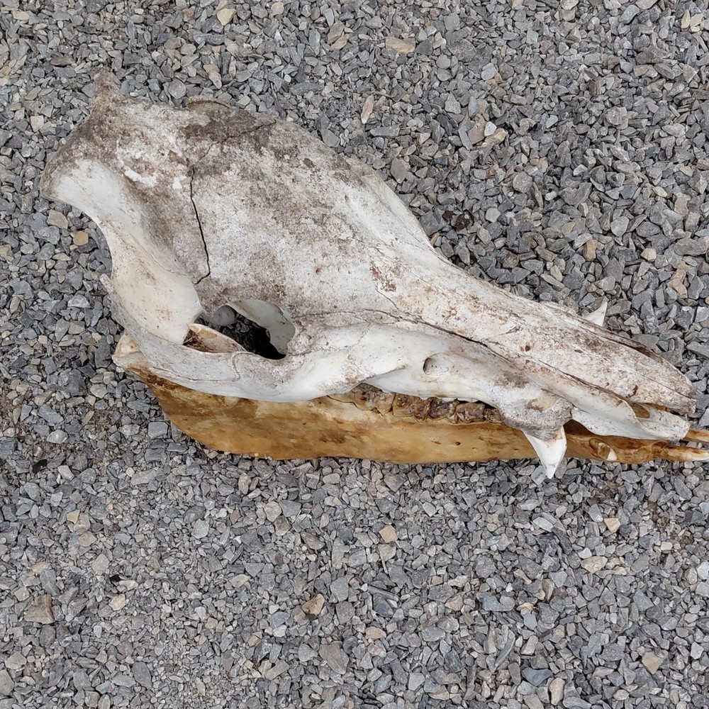 Wild Hog Skull Missing One Cutter Tooth