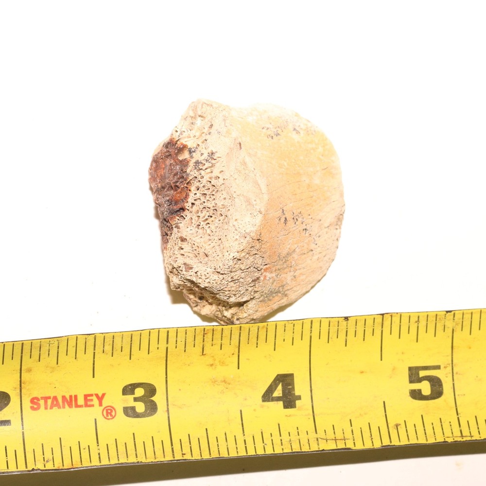 Dinosaur Vertebrae Process End Bone Fossil - Hell Creek Formation Cretaceous
