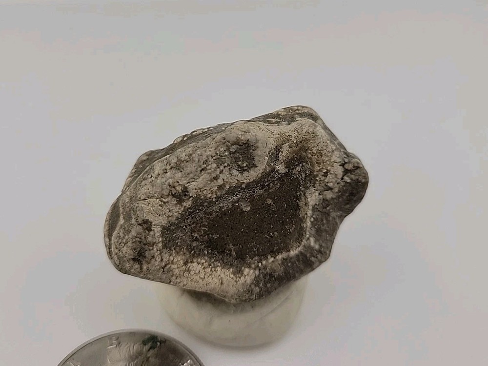 Real Permineralized Reptile Egg Fossil