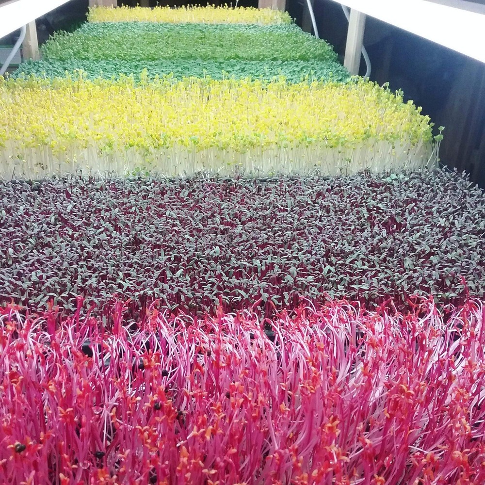 Bootstrap Farmer Microgreen 1020 Trays, Shallow Extra Strength 5 Pack Seed Tray