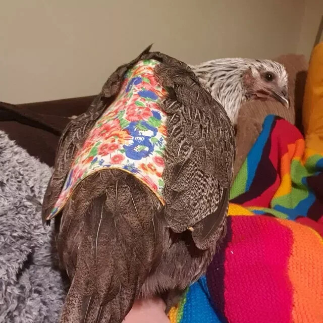 Chicken Saddle Adjustable Straps W Snaps Hen Apron Feather Protector Jacket Wing