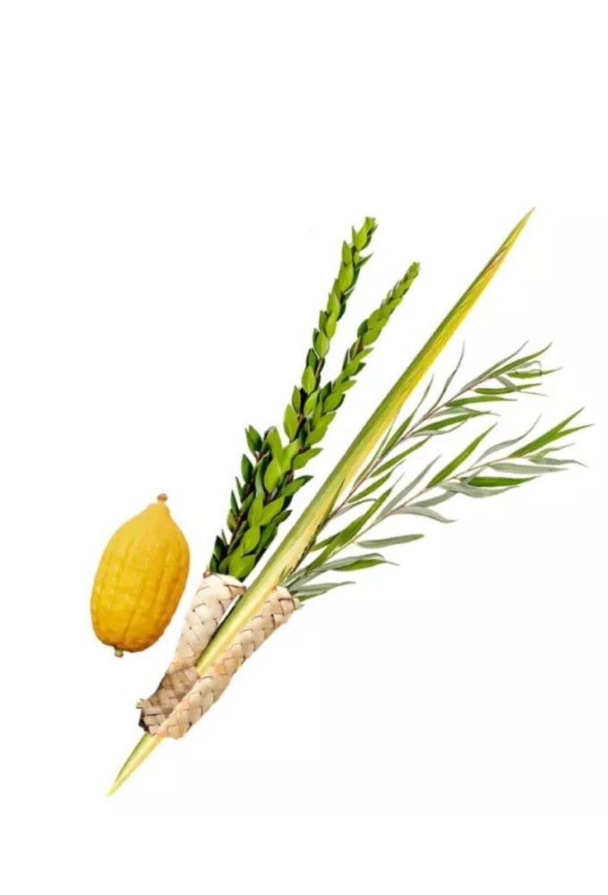 Kosher Lulav and Etrog set from Israel/Morocco - Basic Set Kosher + extra aravot