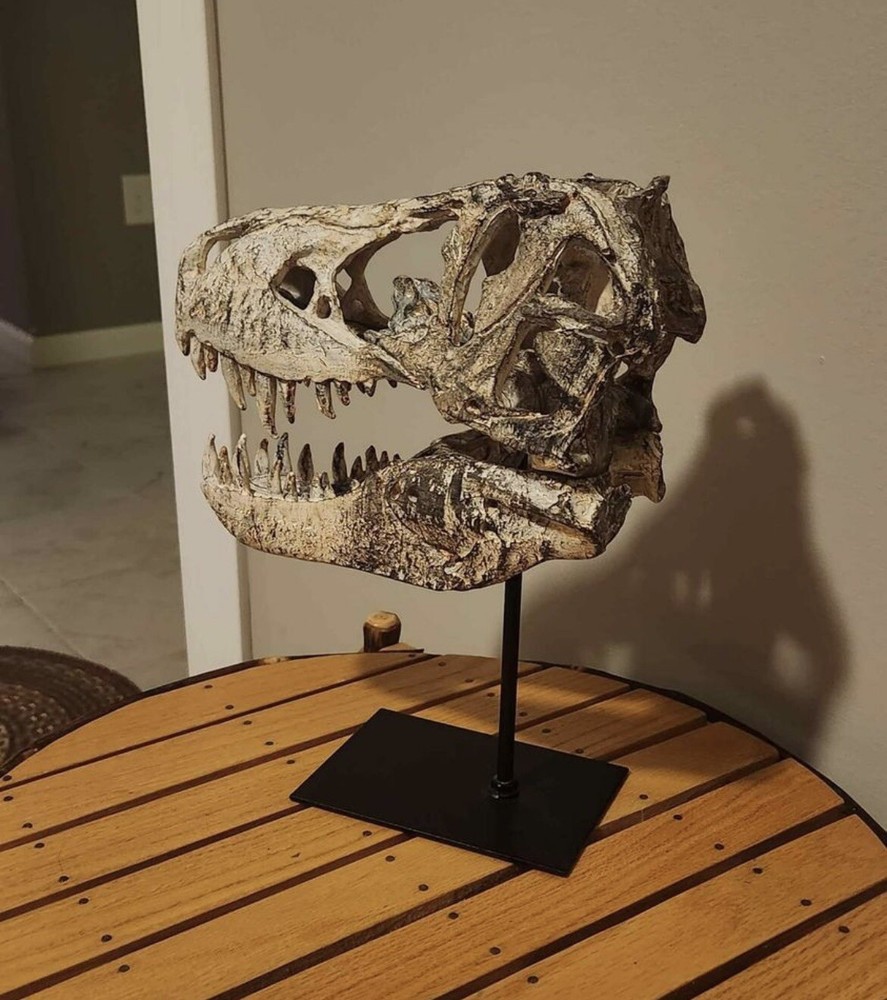 T-Rex Replica Skull