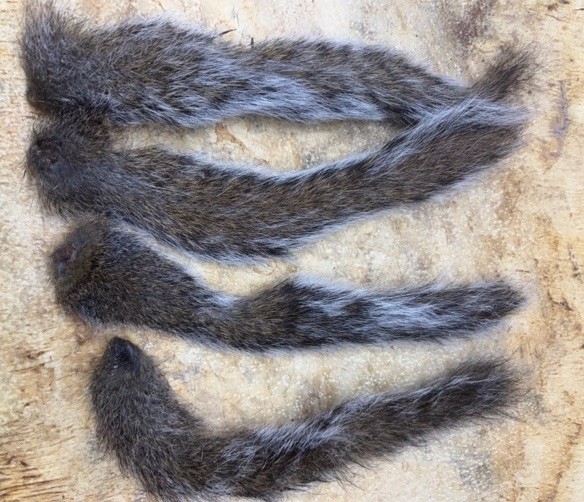 Squirrel Tails for Crafts, Fly Tying