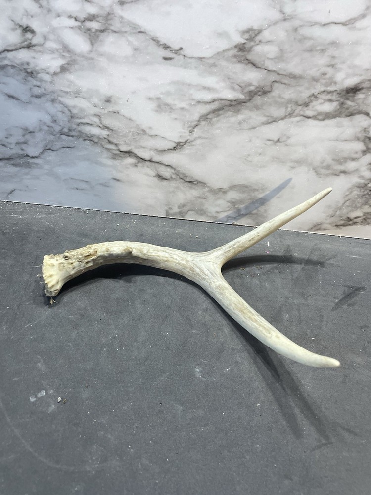 Small Deer Antler Whitetail Shed