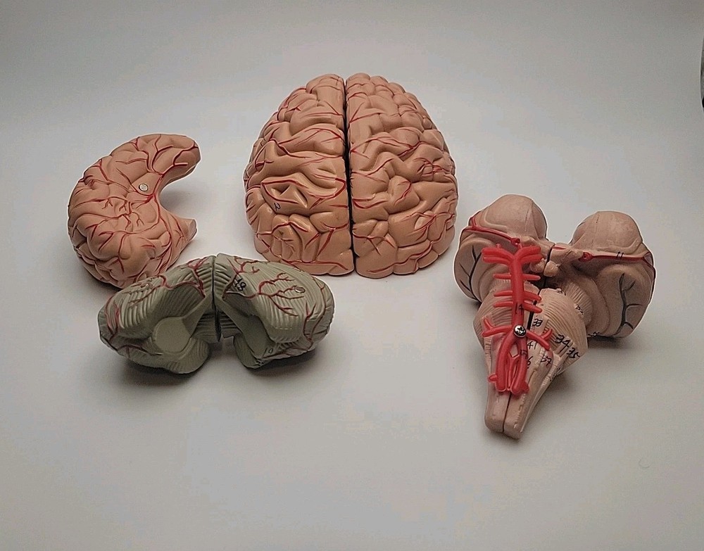 Anatomically Accurate Human Brain Model Anatomy Science Teaching Missing Piece